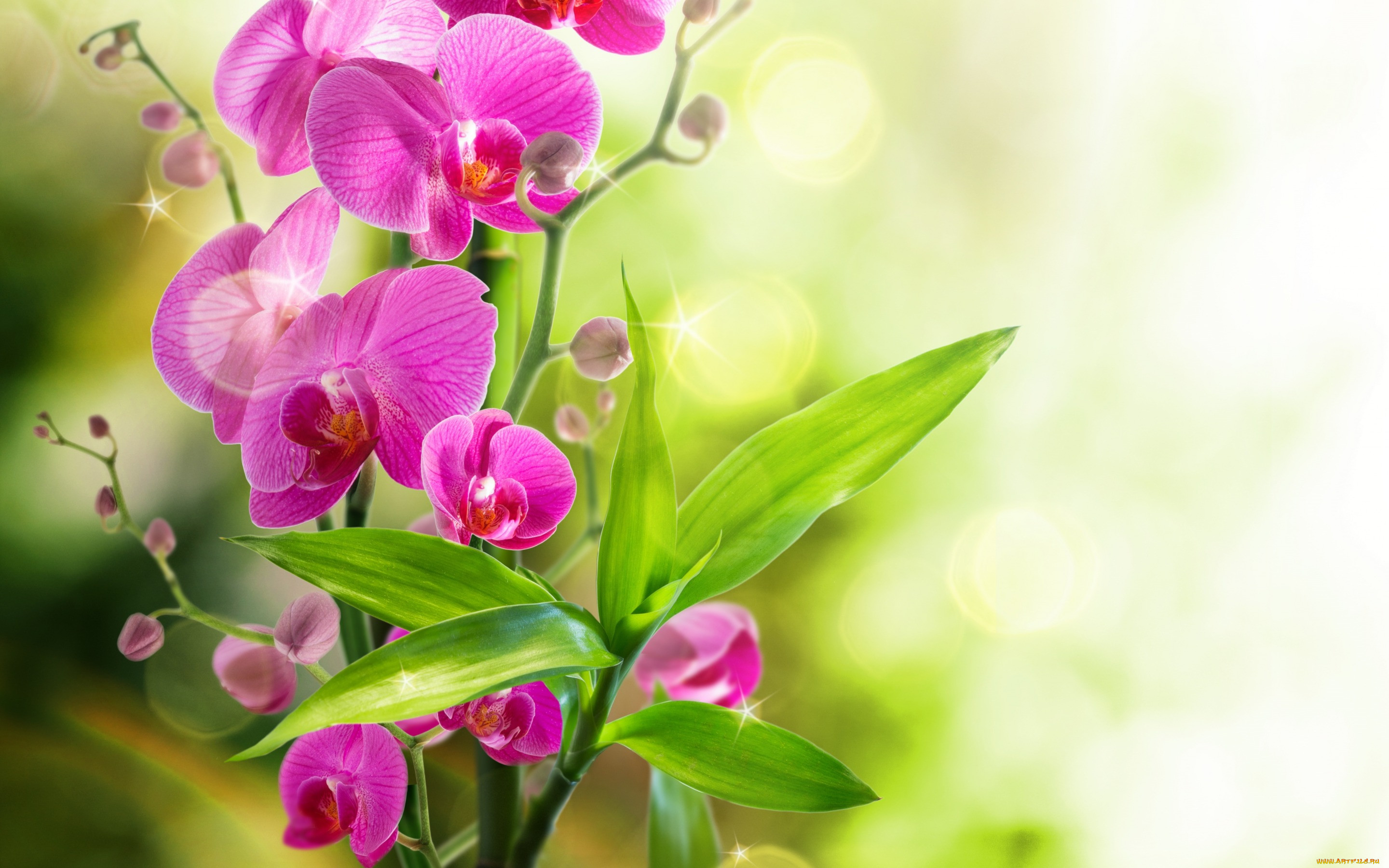 , , reflection, , water, bloom, flowers, orchid